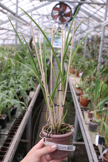 Brassavola David Sander (Brassavola cuculata x Rhyncholaelia digbyana).JPG