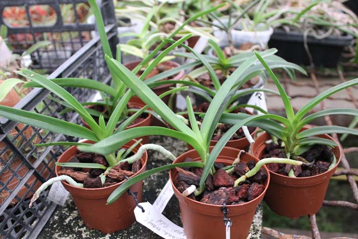 Vanda denisoniana orange x Ascocenda Rasri Gold.jpg