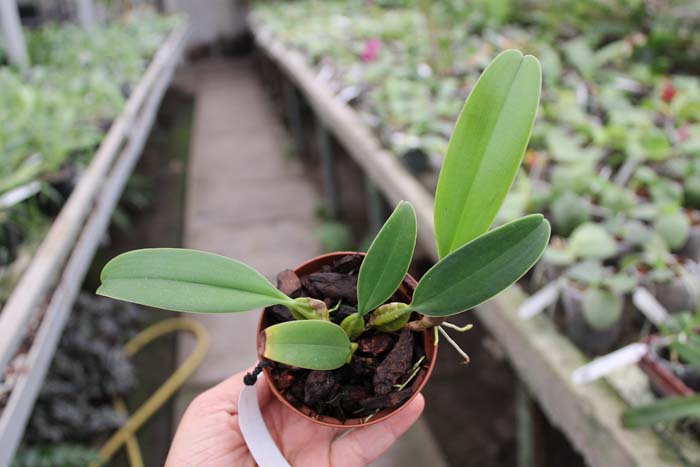 Bulbophyllum rothschildianum.jpg