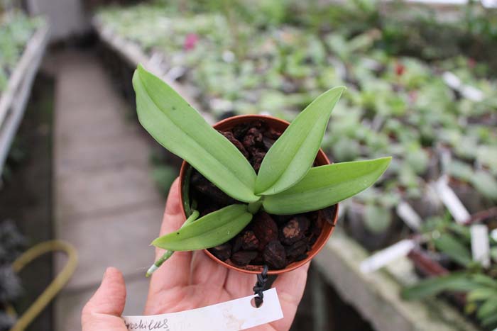 Gastrochilus acutifolius.jpg