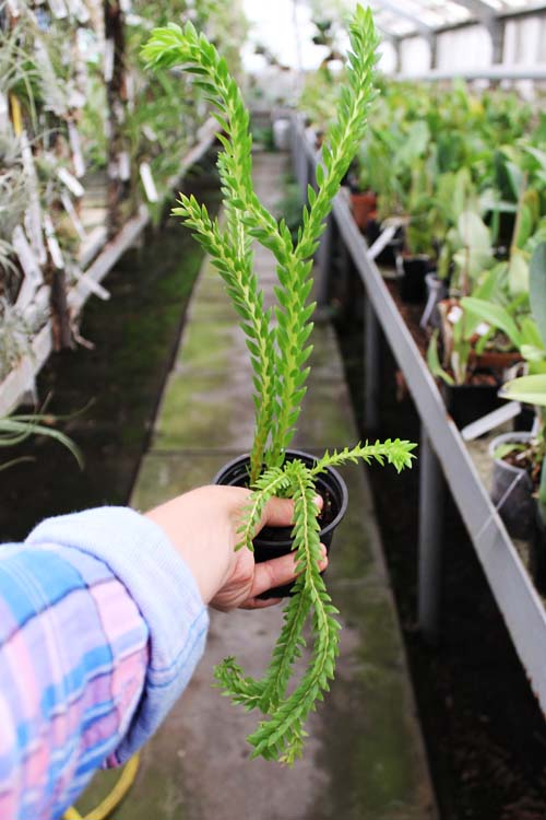 Lycopodium phlegmarioides.jpg