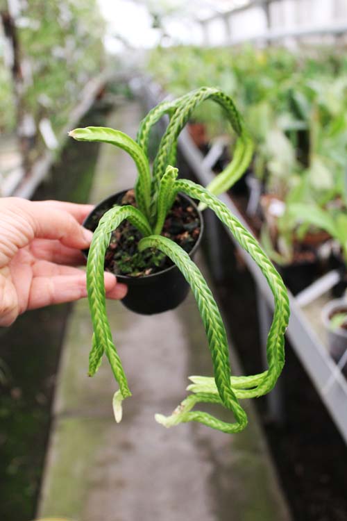 Lycopodium tetrasticha.jpg