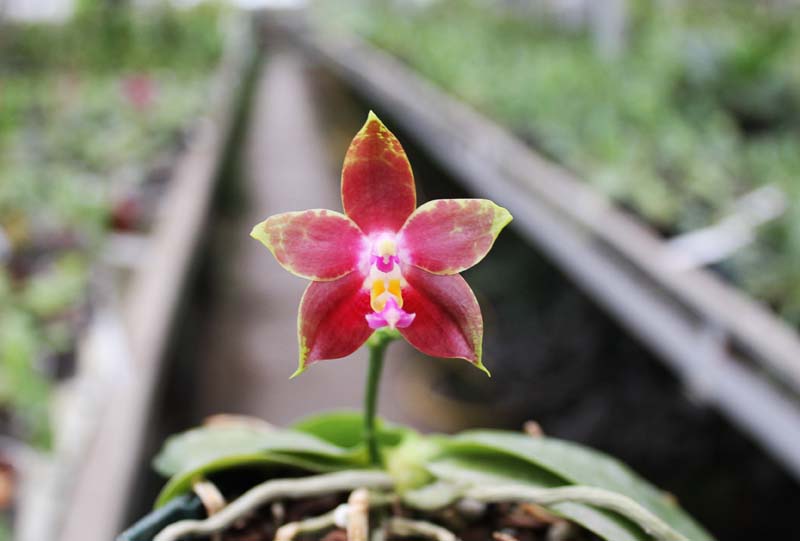 Phalaenopsis Penang Girl.jpg