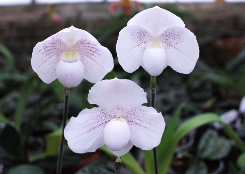 Paphiopedilum niveum.jpg