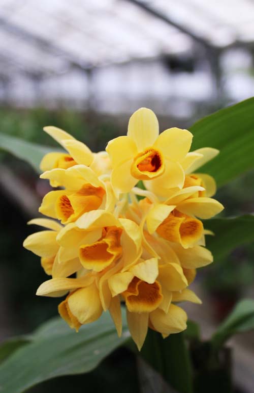 Dendrobium sulcatum.jpg