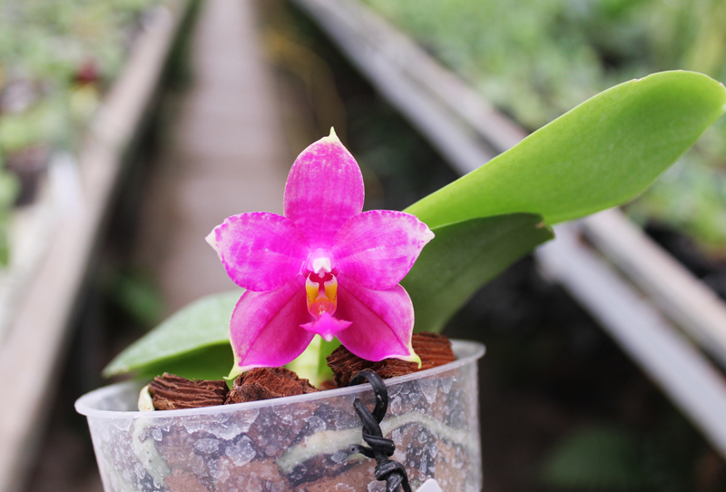 Phalaenopsis Ld Bellina Eagle x Prima.jpg