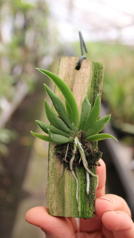 Ornithocephalus gladiatus.jpg