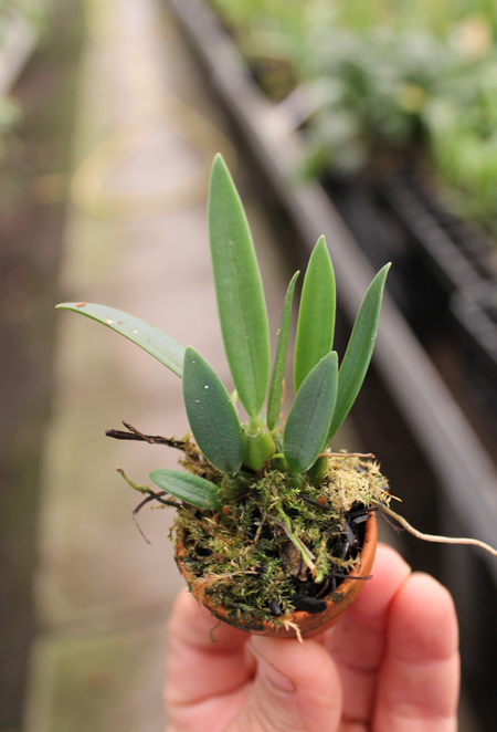 Bulbophyllum tingabarinum.jpg