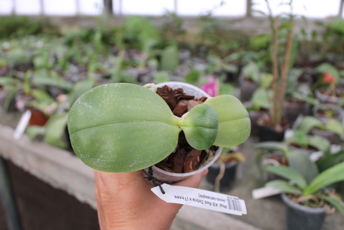 Phalaenopsis KS Red Zebra x (Texes Jewel-tetraspis).jpg