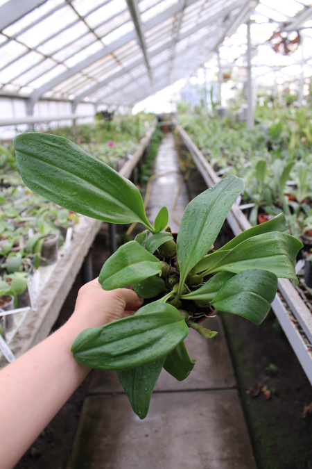 Bulbophyllum lobbii.jpg