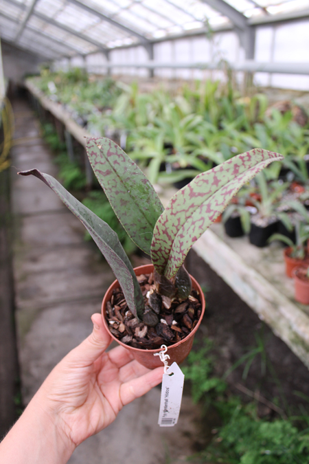 Psychopsis Mendenhall 'Hildos'.jpg