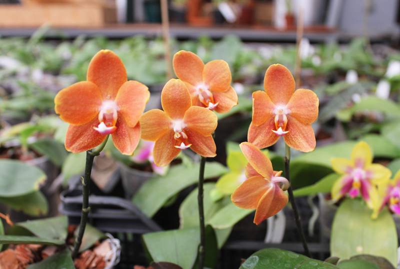 Phalaenopsis KS Golden Buddha.jpg
