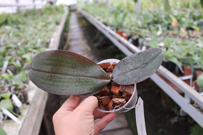 Phalaenopsis Sara Lee x Taipei Gold.jpg