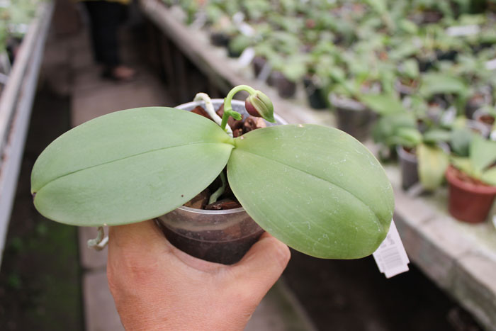 Phalaenopsis KS Evergreen x KS Happy Eagle.jpg