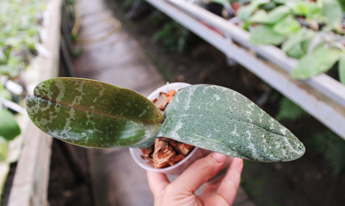 Phalaenopsis philippinensis '#1' x philippinensis 'Brother'.jpg