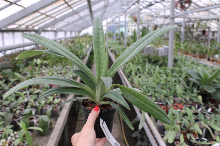 Paphiopedilum sukhakulii x kolopakingii.JPG