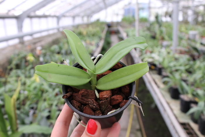 Gastrochilus acutifolius.JPG