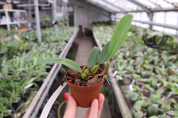 Bulbophyllum rothschildianum.JPG