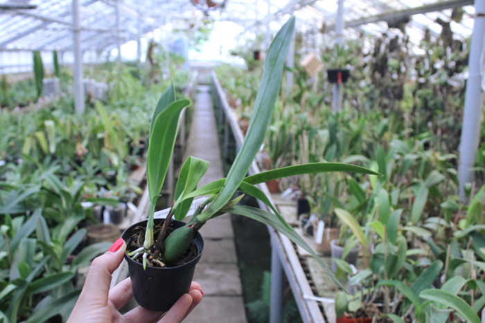 Encyclia (vitellinum x michuacana) x vitellinum.JPG