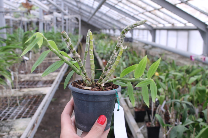 Dendrobium cretaceum.JPG