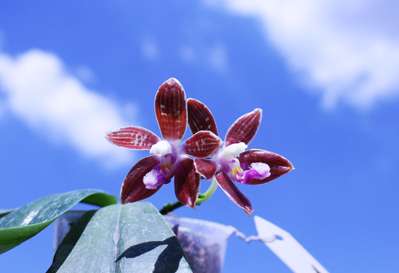 Phalaenopsis corningiana.jpg