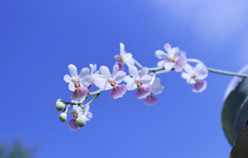 Phalaenopsis Anna-Larati Soekardi x chibae.jpg