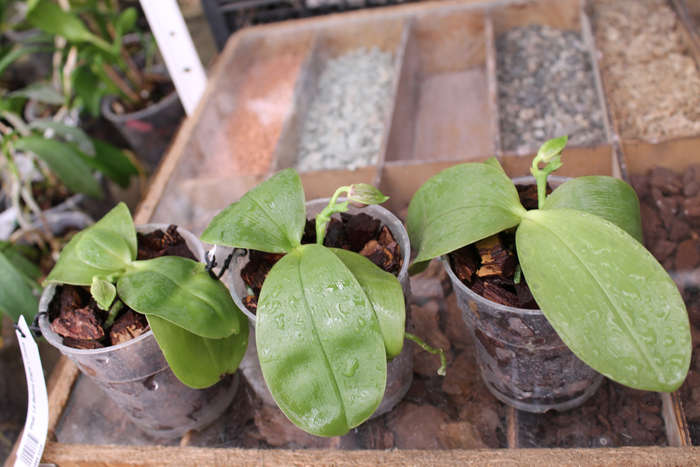 Phalaenopsis Ld Bellina Eagle x Prima.jpg