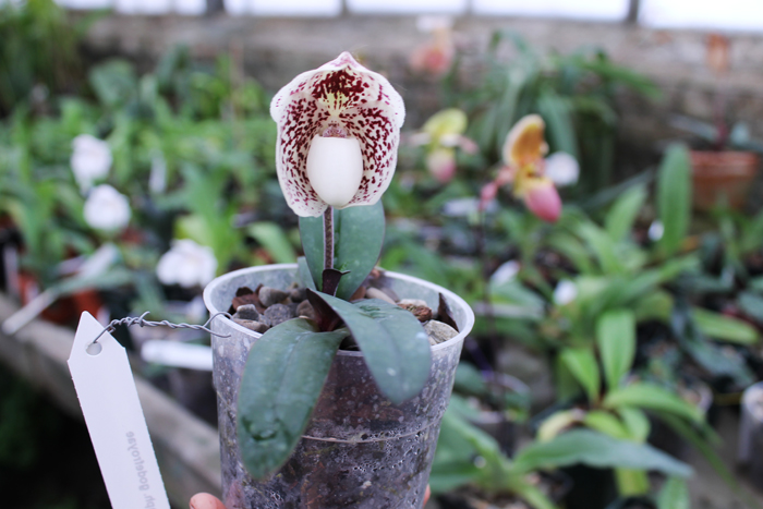 Paphiopedilum godefroyae.jpg