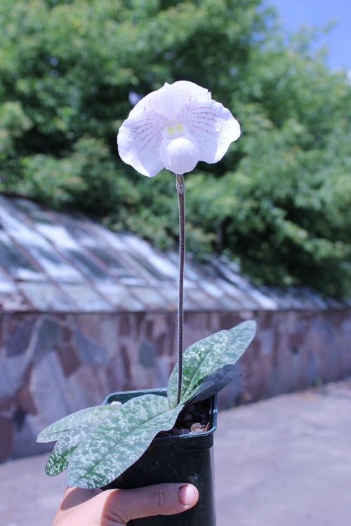 Paphiopedilum niveum (1508).jpg