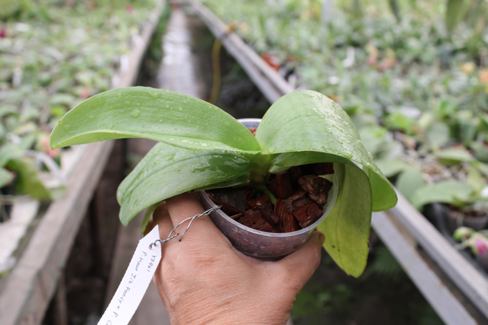 Phalaenopsis Haur Jin Fancy x Candle Glow.jpg