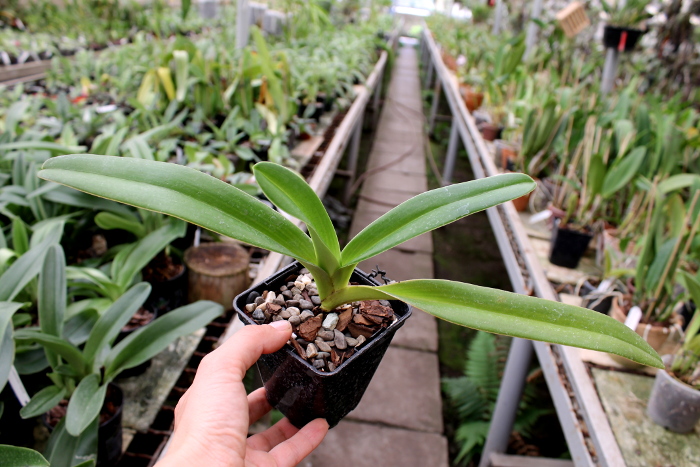 Paphiopedilum Jerry Spence (Berenice '3759A' х rothschildianum 'Nan').JPG