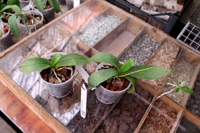 Phalaenopsis equestris.JPG