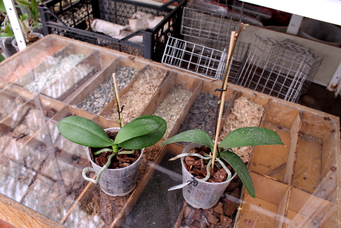 Phalaenopsis equestris alba x Phalaenopsis lindenii.JPG