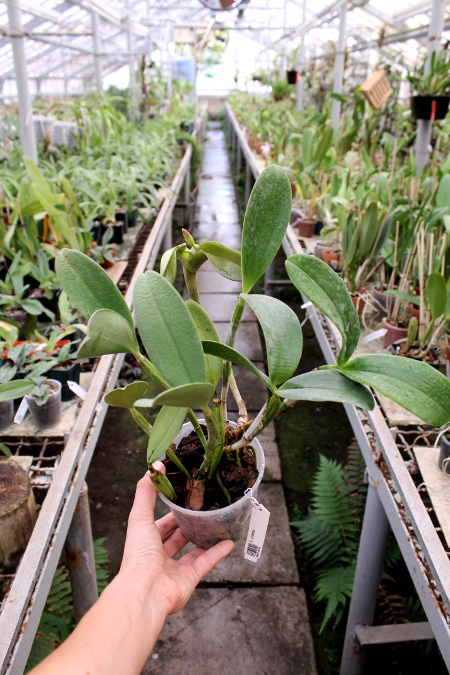 Cattleya violacea.JPG