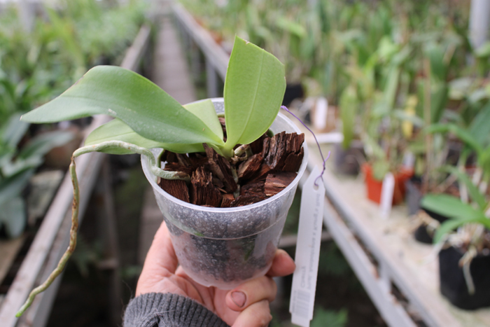Phalaenopsis Ambotrana x Kung's Red Cherry.jpg