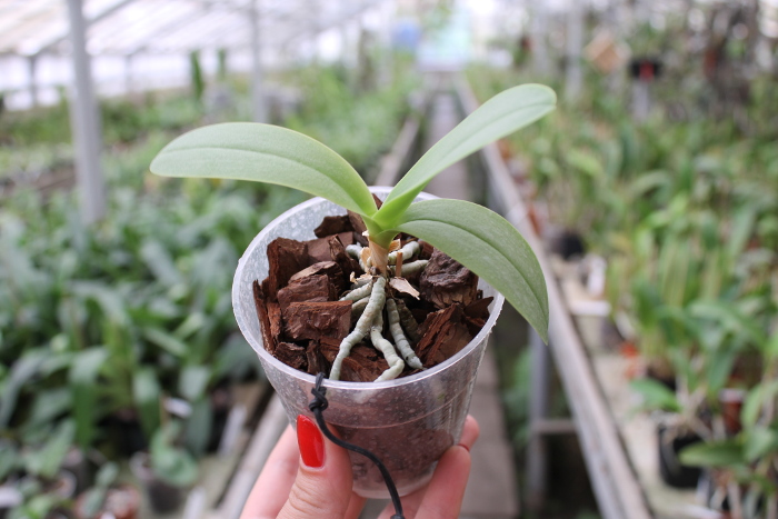 Doritaenopsis Purple Martin 'KS' x pulcherrima blue (peloric form).JPG