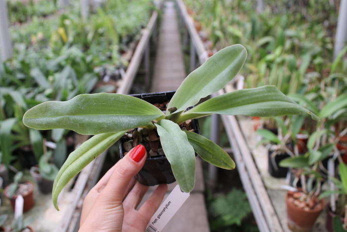 Paphiopedilum glaucophyllum.JPG