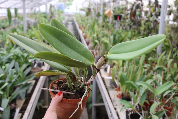 Cattleya labiata coerulensis.JPG