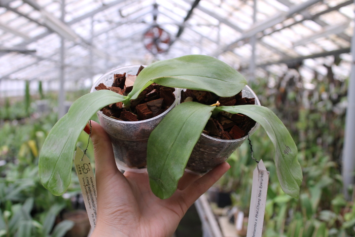 Phalaenopsis Yin's Belliambo x Chang Maw Evergreen.JPG