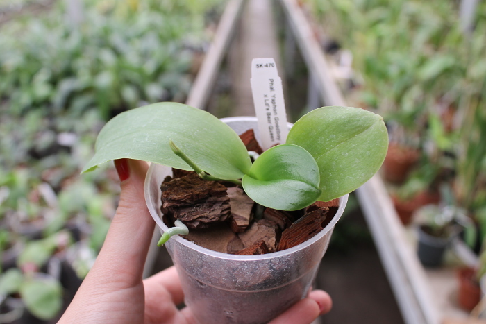 Phalaenopsis Yaphon Goodboy x Ld's Bear Queen.JPG