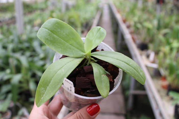 Phalaenopsis Yaphon Red Jewel x Hawaii Dragon Girl.JPG