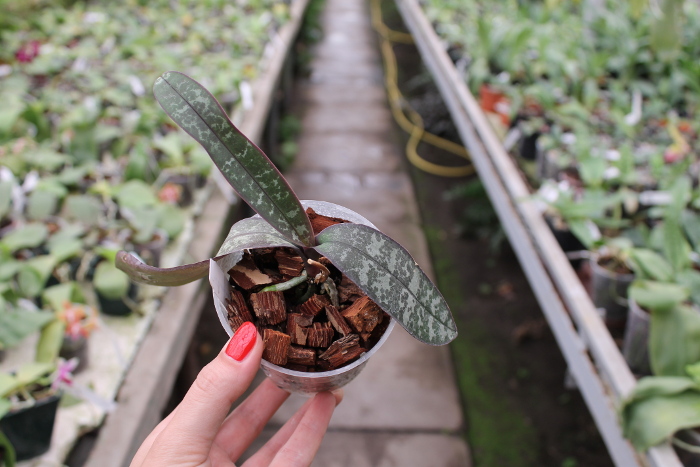 Phalaenopsis stuartiana yellow x sib.JPG