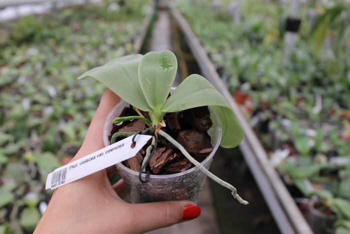 Phalaenopsis violacea var coerulea.JPG