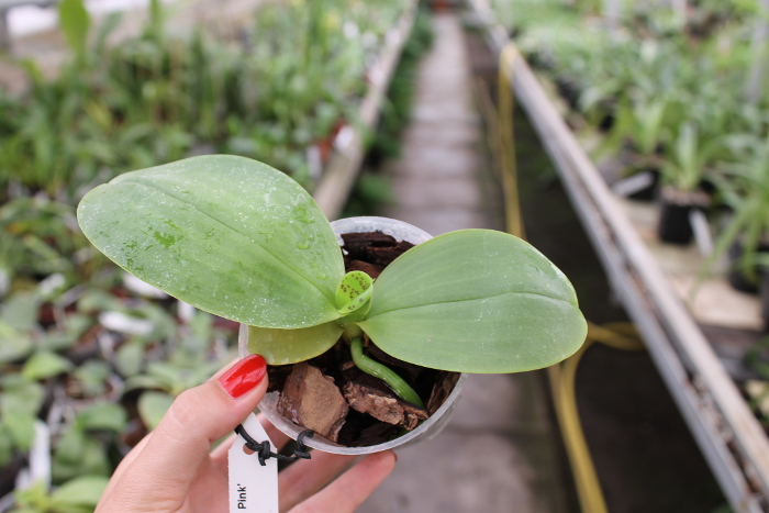 Phalaenopsis Mituo King 'Big Pink'.JPG