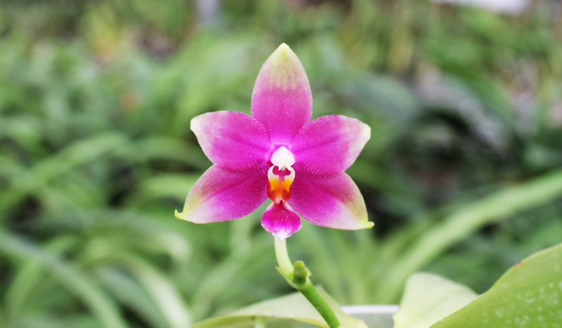 Phalaenopsis Ld's Bear King x violacea indigo.jpg