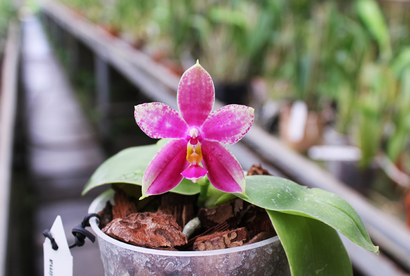 Phalaenopsis Ld Bellina Eagle x Prima.jpg