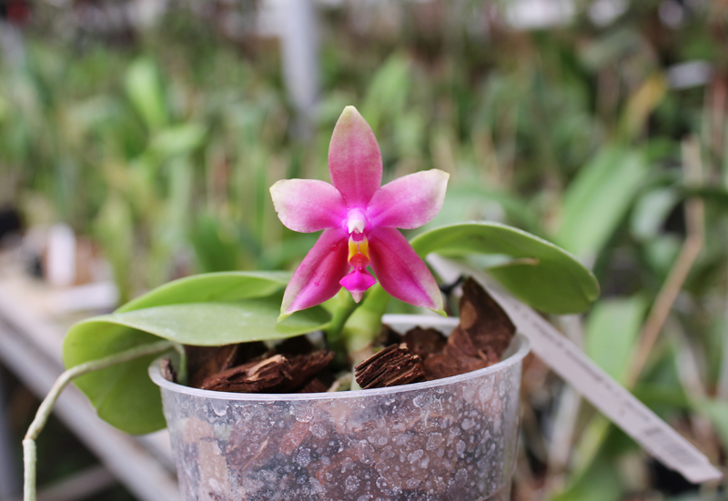 Phalaenopsis Ld Bellina Eagle x Prima.jpg