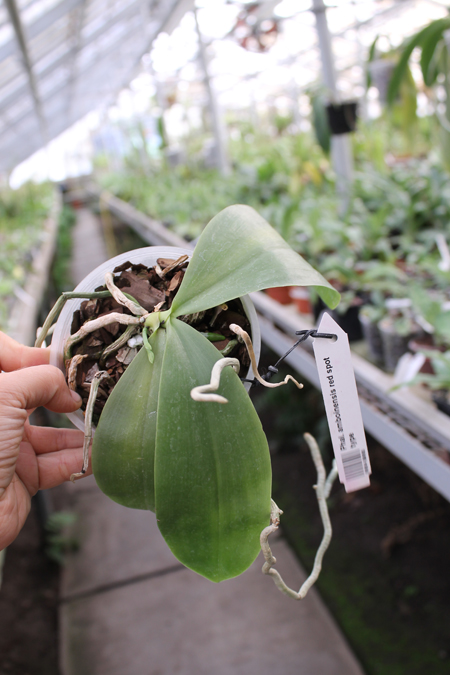 Amboinensis red spot type.jpg