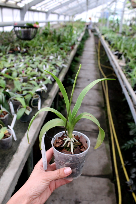 Phalaenopsis pulcherrima blue.JPG