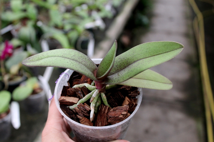 Doritis pulcherrima red.JPG